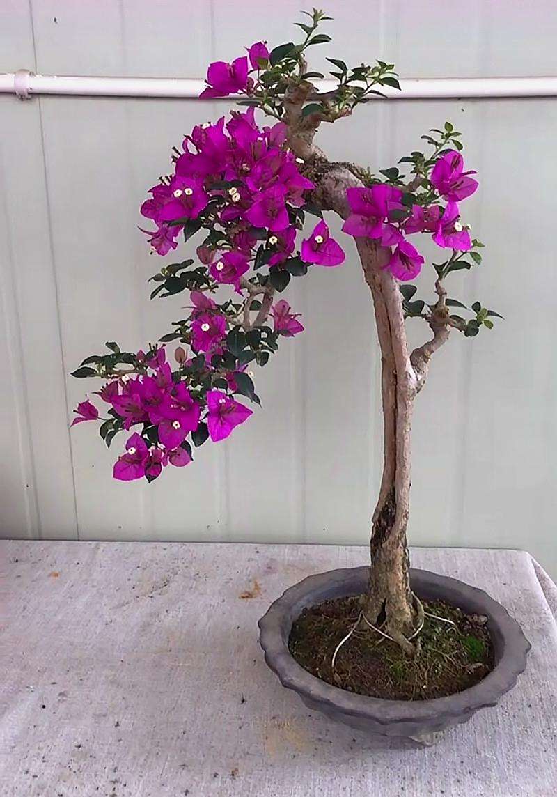 三角梅"自由生长"易"群魔乱舞",这样修剪造型,美得让人赞叹