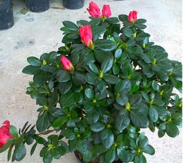 杜鹃花小叶病,这"3种"原因导致的,这样解决就可以