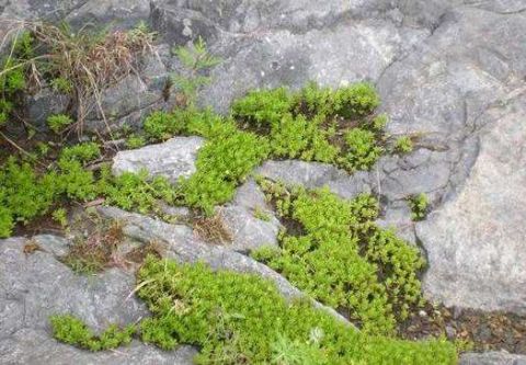 这种草喜欢长在石头缝里 虽然不起眼却是祛除湿毒的妙药