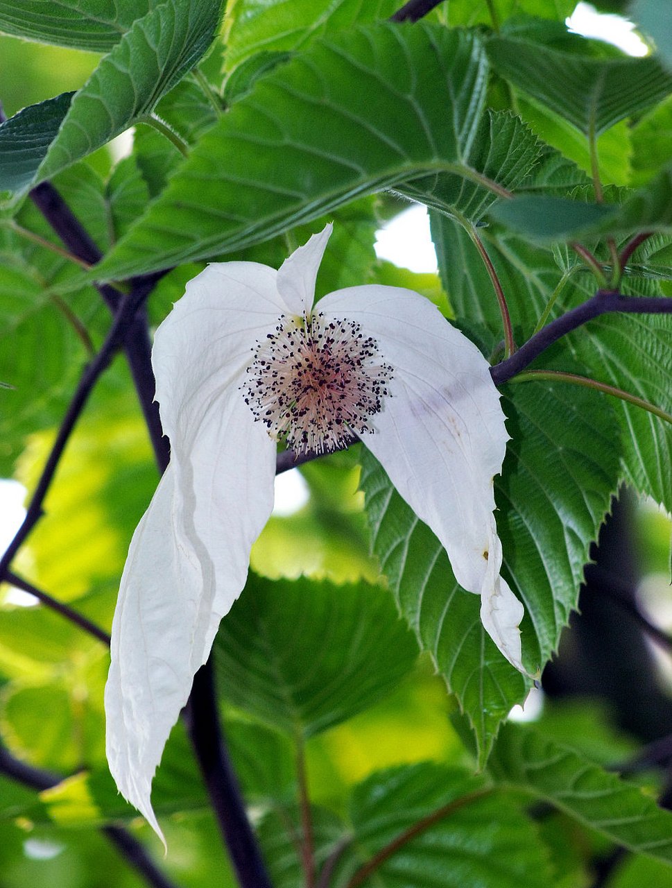 后来,鸽子树被发现,世界各国纷纷引种,现在欧洲各国已遍布鸽子树.