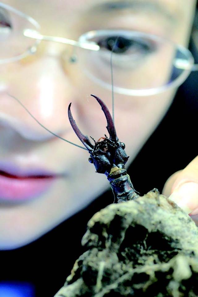 成都味江 "巨齿魅影"下的生机