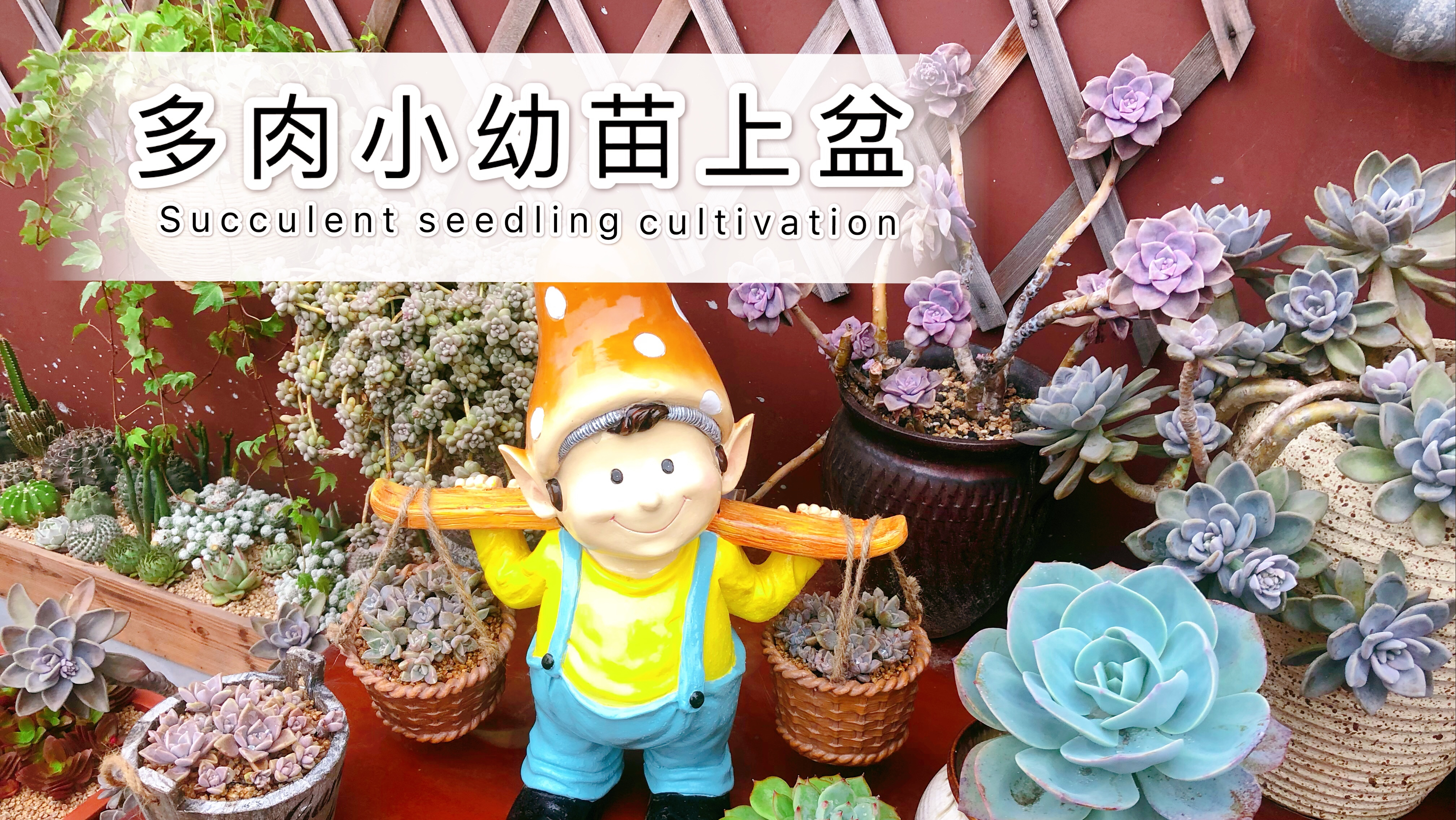 分享多肉胧月小幼苗上盆