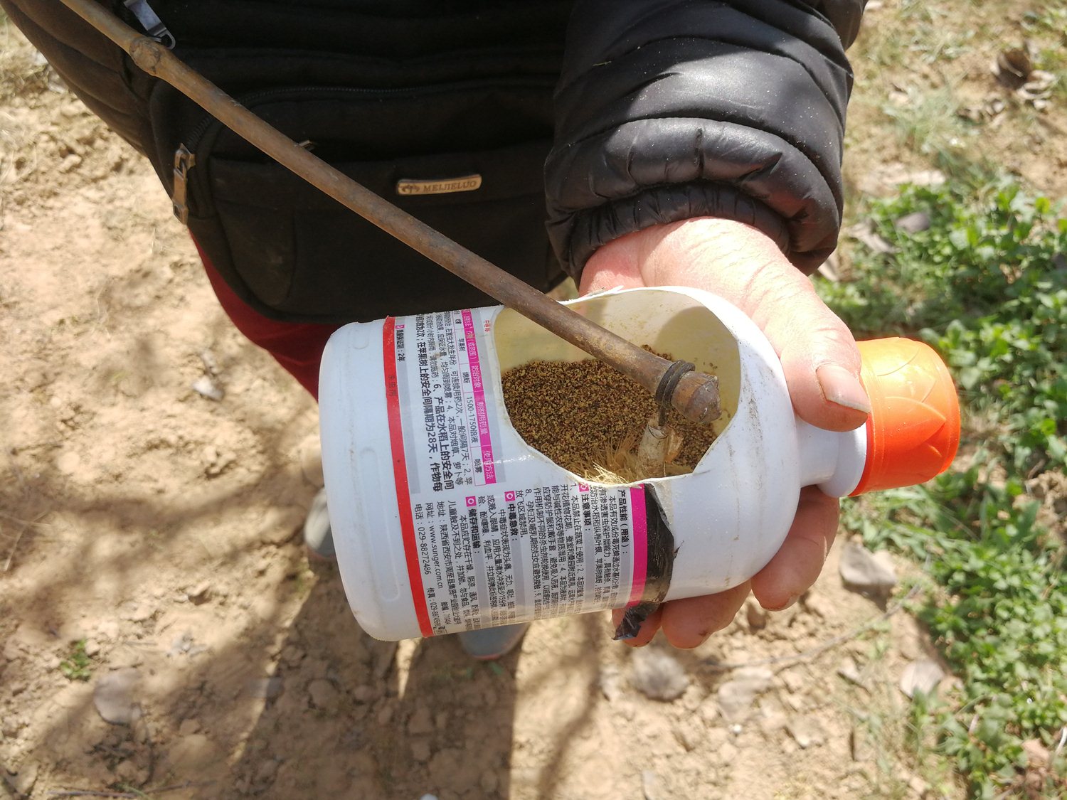 安徽砀山万亩梨花含苞待放,果农却将花骨朵摘掉,这是要做啥