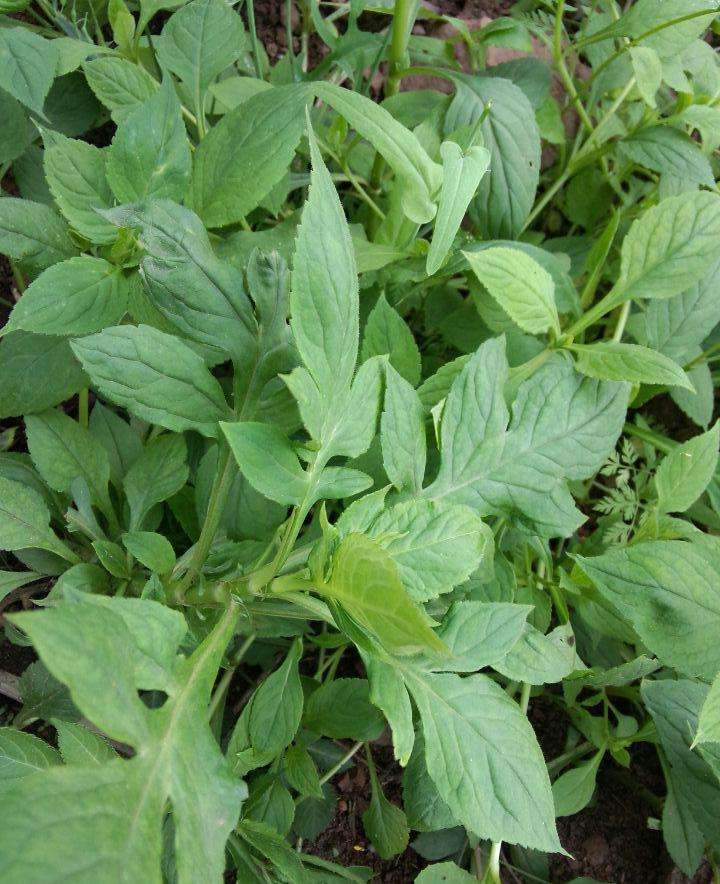 3种农村小河边的野菜,主治劳伤咳血;便血;崩漏,营养又健康