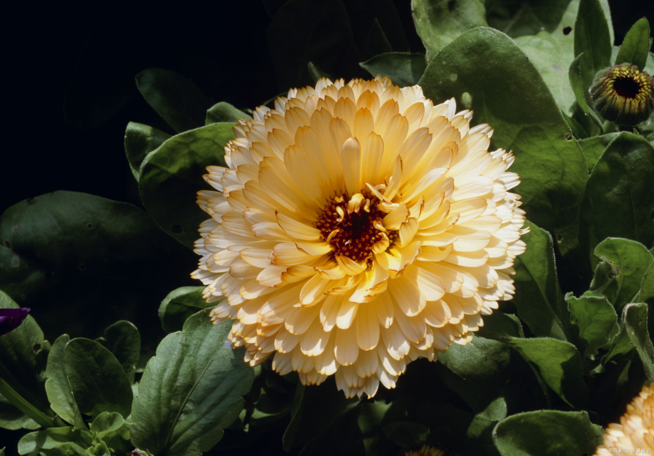 金盏菊花 - 2020年最新商品信息聚合专区 - 百度爱采购