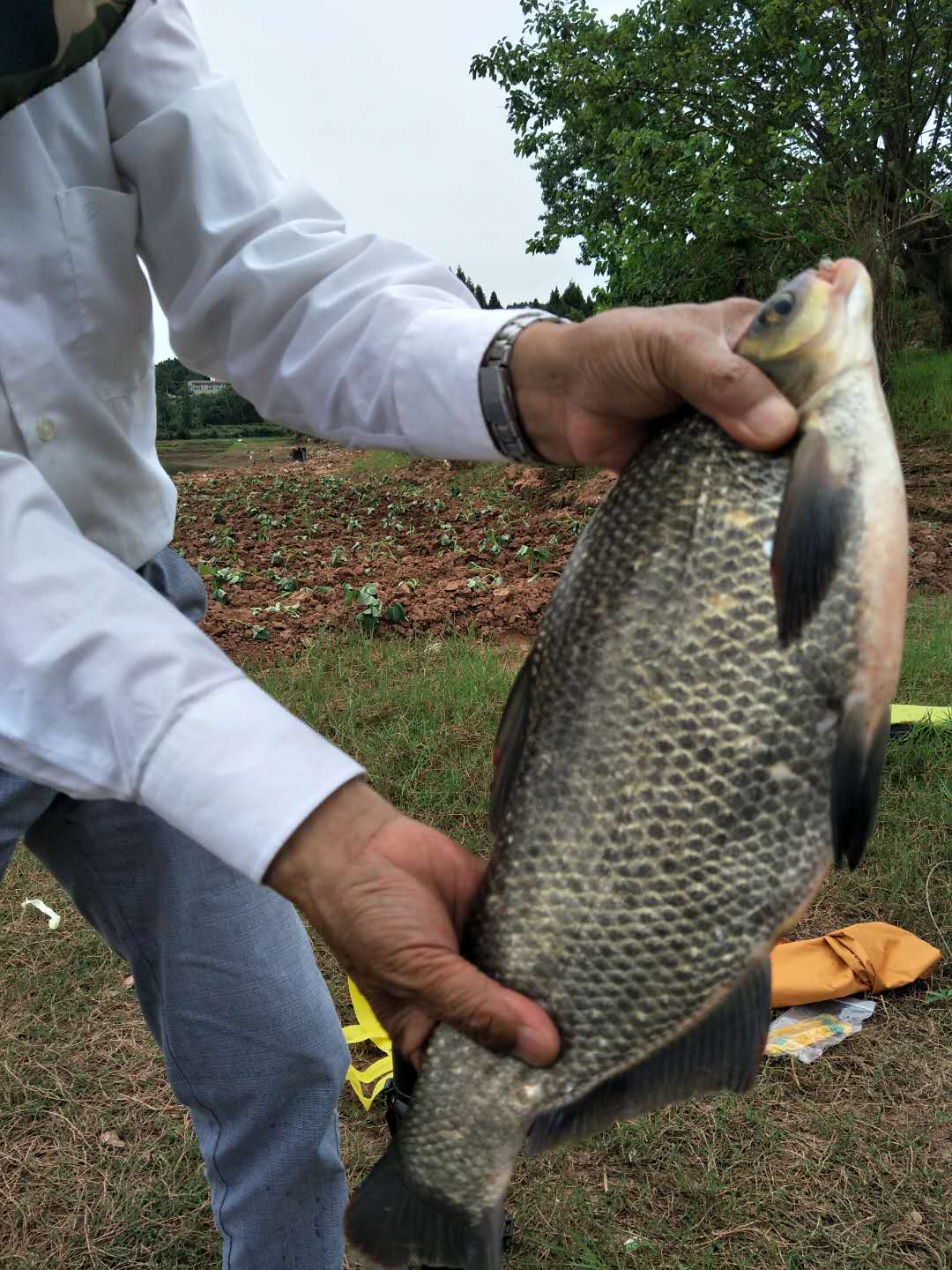 继光水库武昌鱼好钓了?会钓的几十斤?真相是这样的!