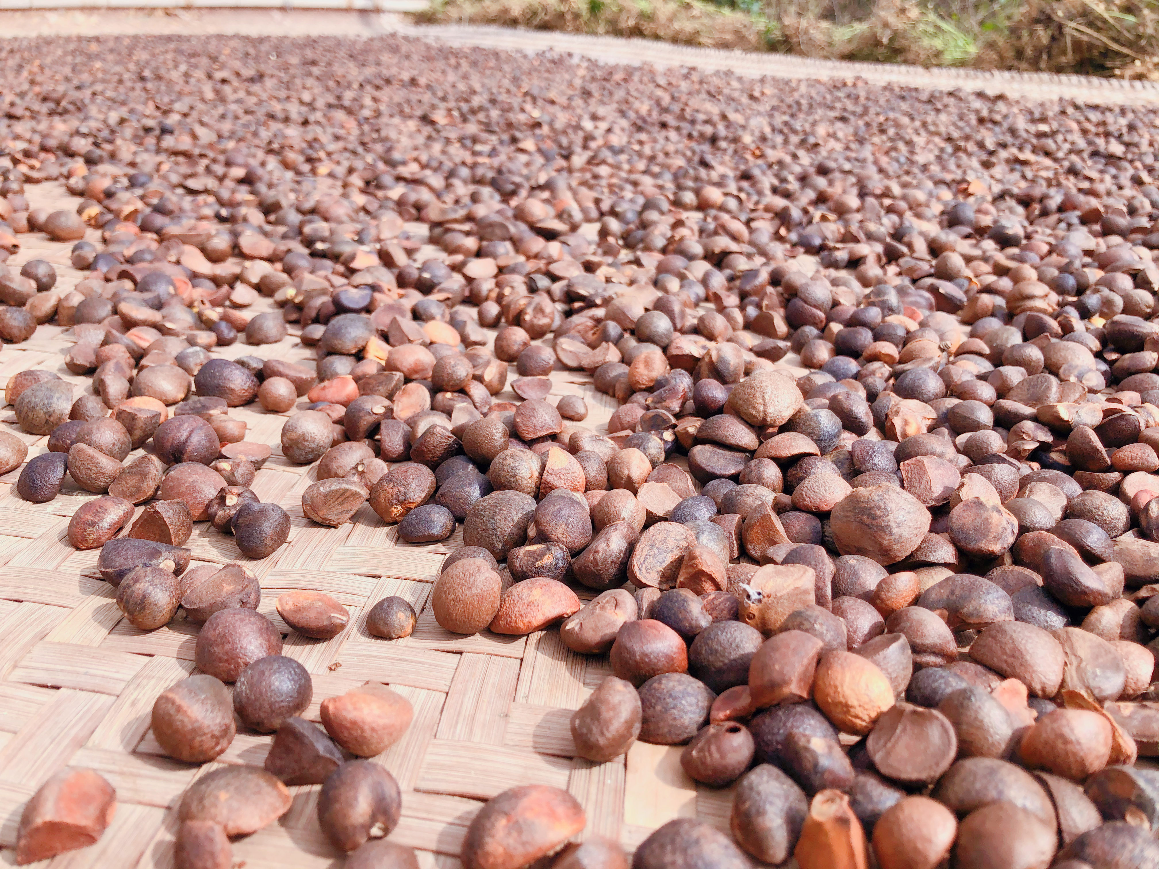 茶油- 热门商品专区