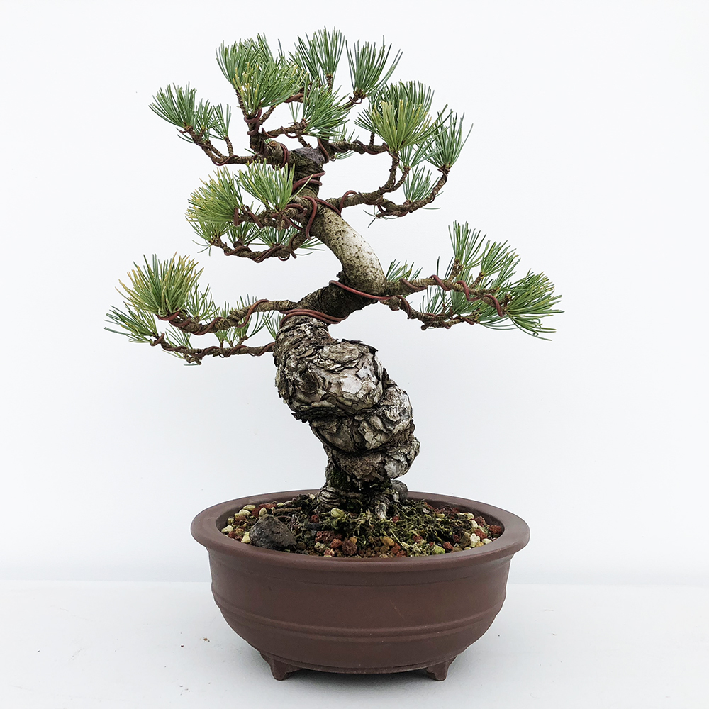 盆景欣赏:双手托举着这一棵小树茂密的树叶透着无限生机