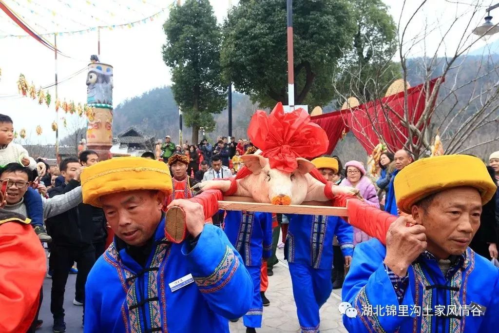 土家人年猪的礼遇就是这么高规格 四人抬,大红花,好不喜庆!