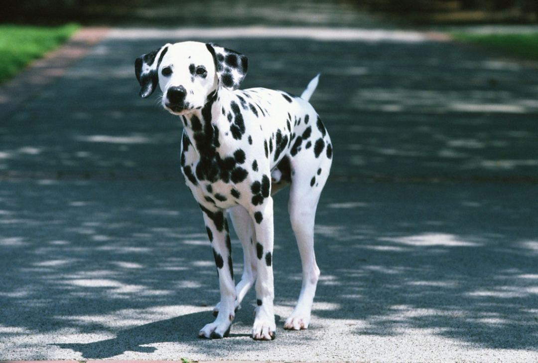 第十一条:斑点狗刚出生时全身白色 斑点狗是黑白两色相间的,但是其实