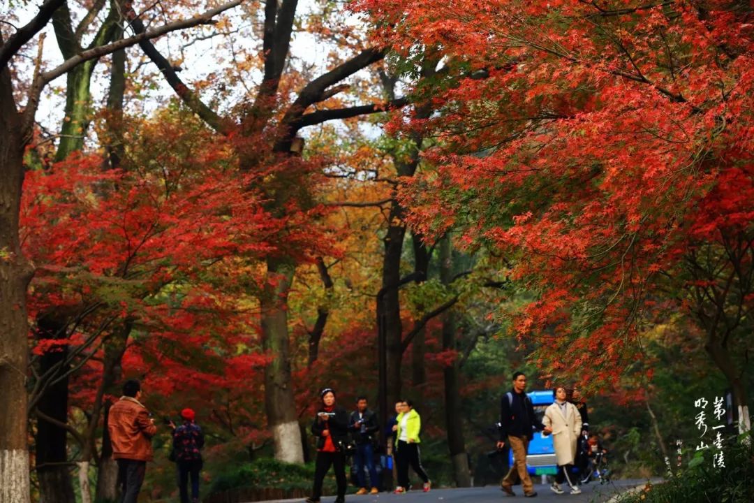 南京棲霞山紅了!棲霞山已進入紅葉最佳觀賞期!