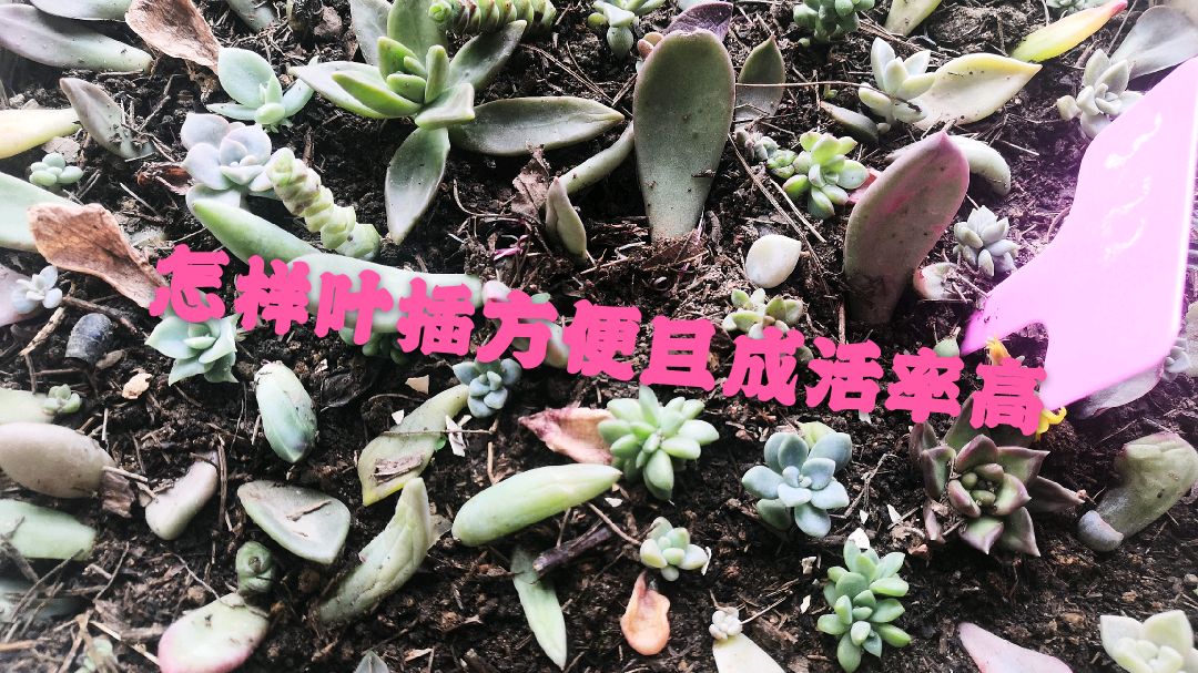 如何简单快速提高多肉叶插成活率