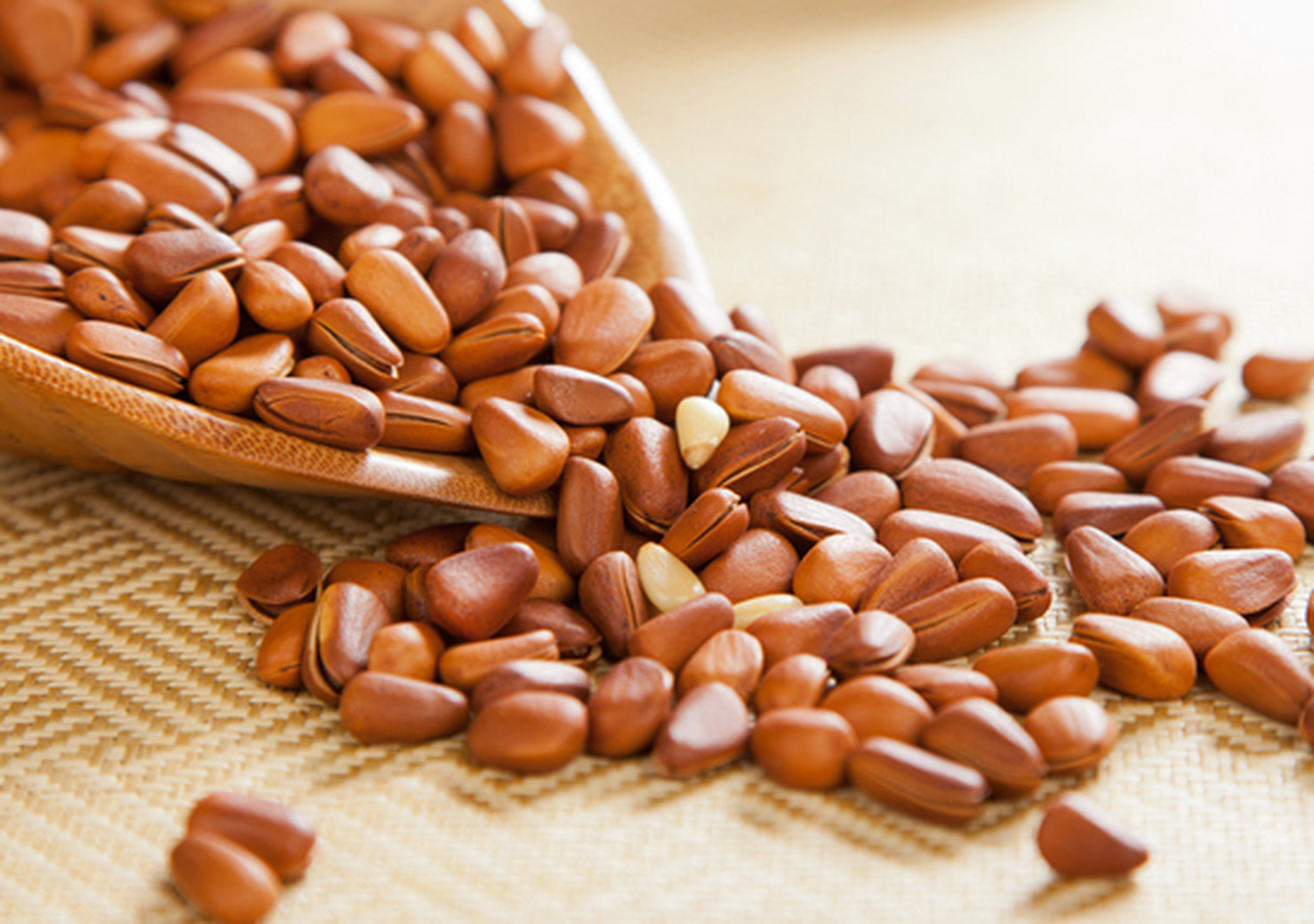 科普知识竞赛#海松子,中药名.为松科植物红松 的种子.