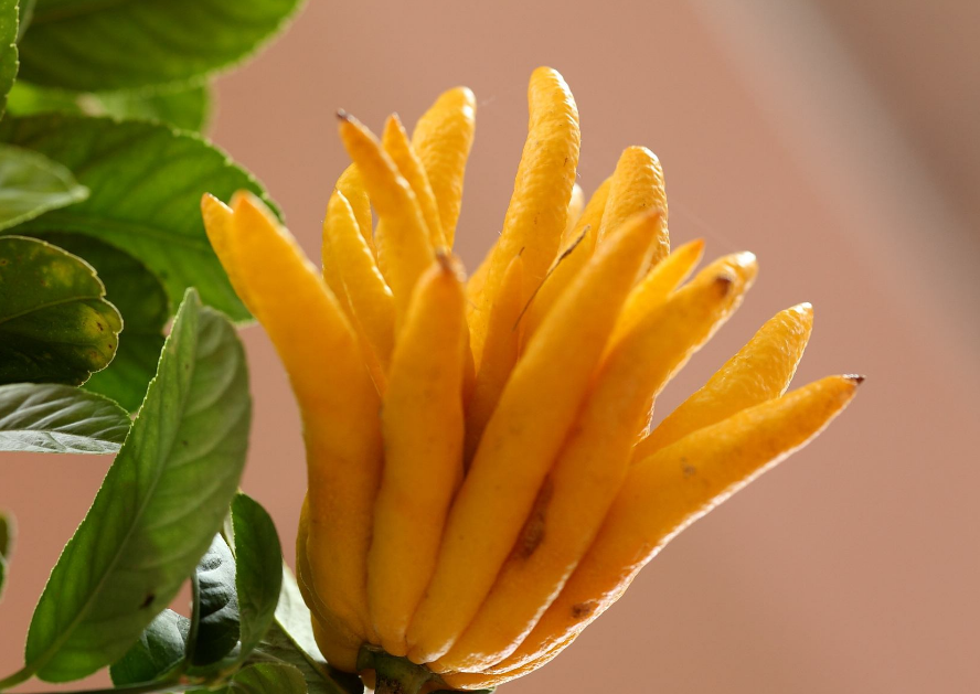 这可不是你想的"菊花果"而是香气橼浓的佛手