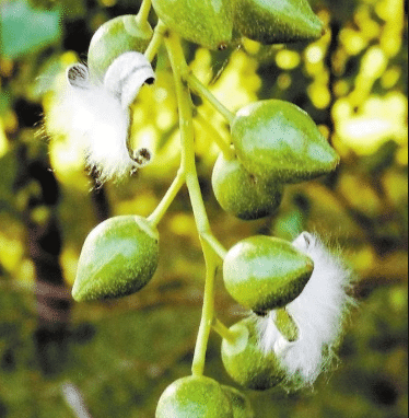 为什么杨树有"絮"令人生厌,很多城市还要栽?