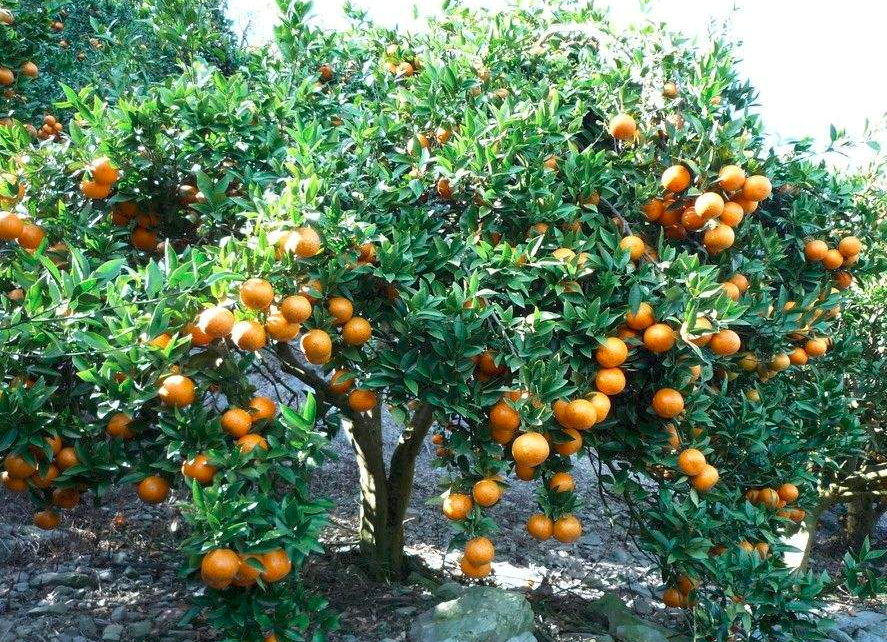 橙子树图片大全大图图片