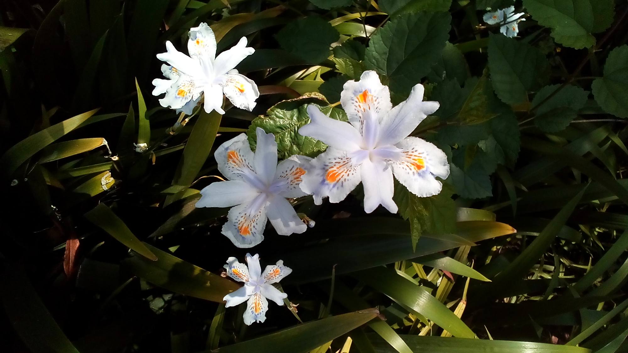 一组漂亮的白花鸢尾,有人说像飞翔的白鸽