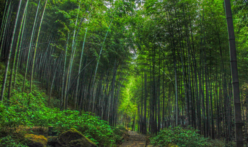 旅遊:它是電影《臥虎藏龍》主要取景地,萬頃竹海隨山勢起伏林立