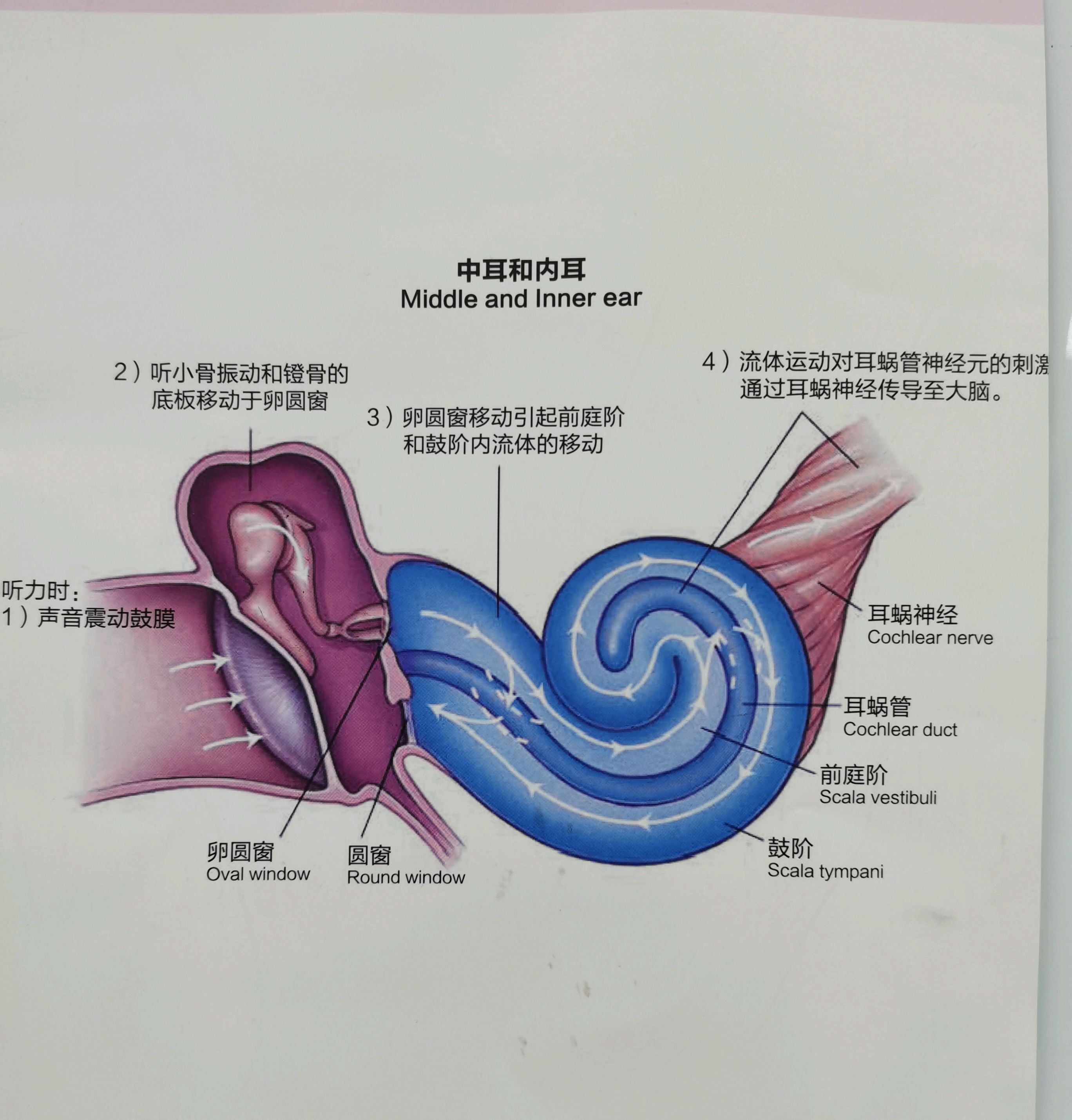 耳鸣是什么原因引起的