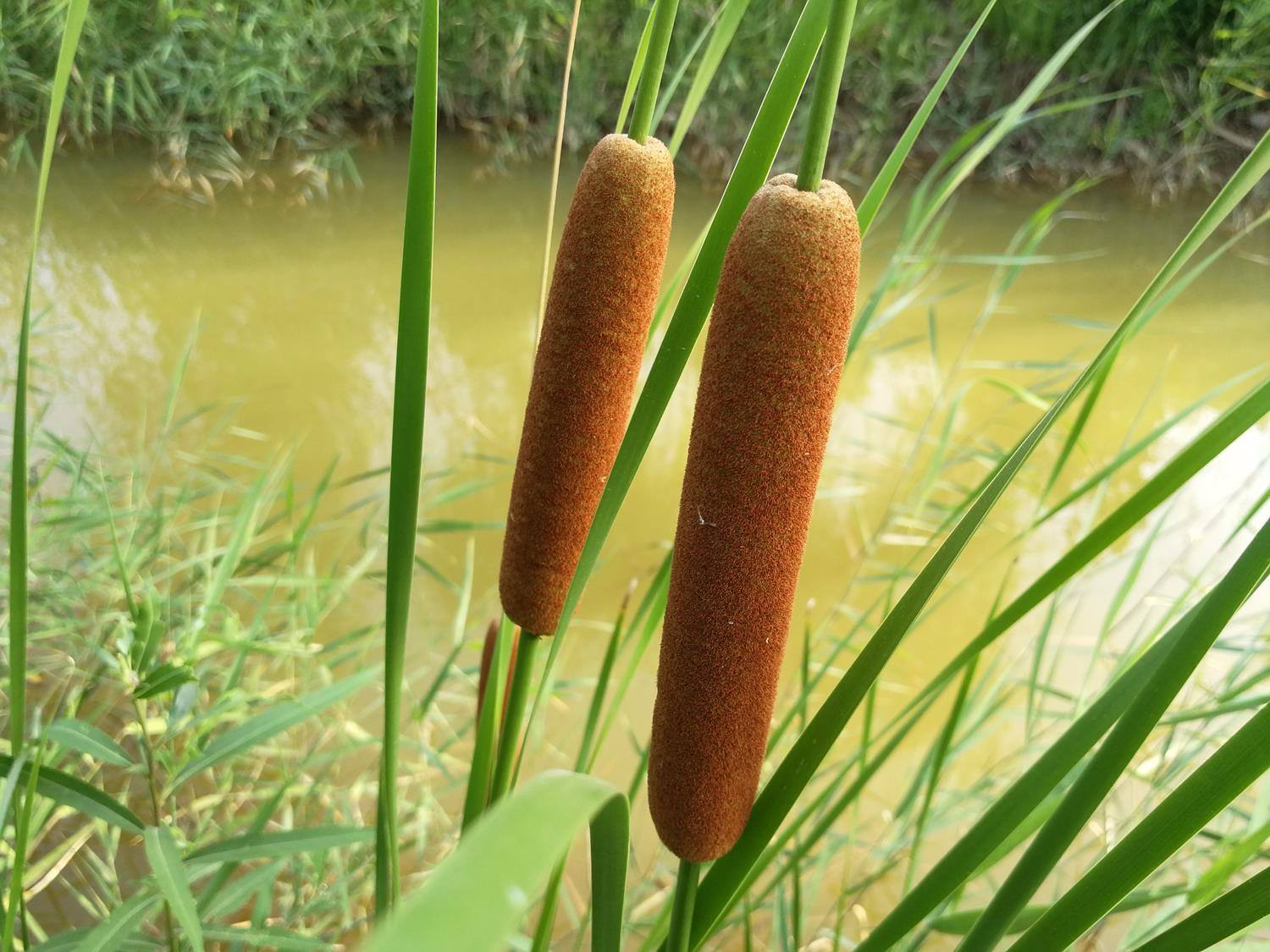 农村常见的一种"香肠草",被农民视为害草,殊不知全身是宝