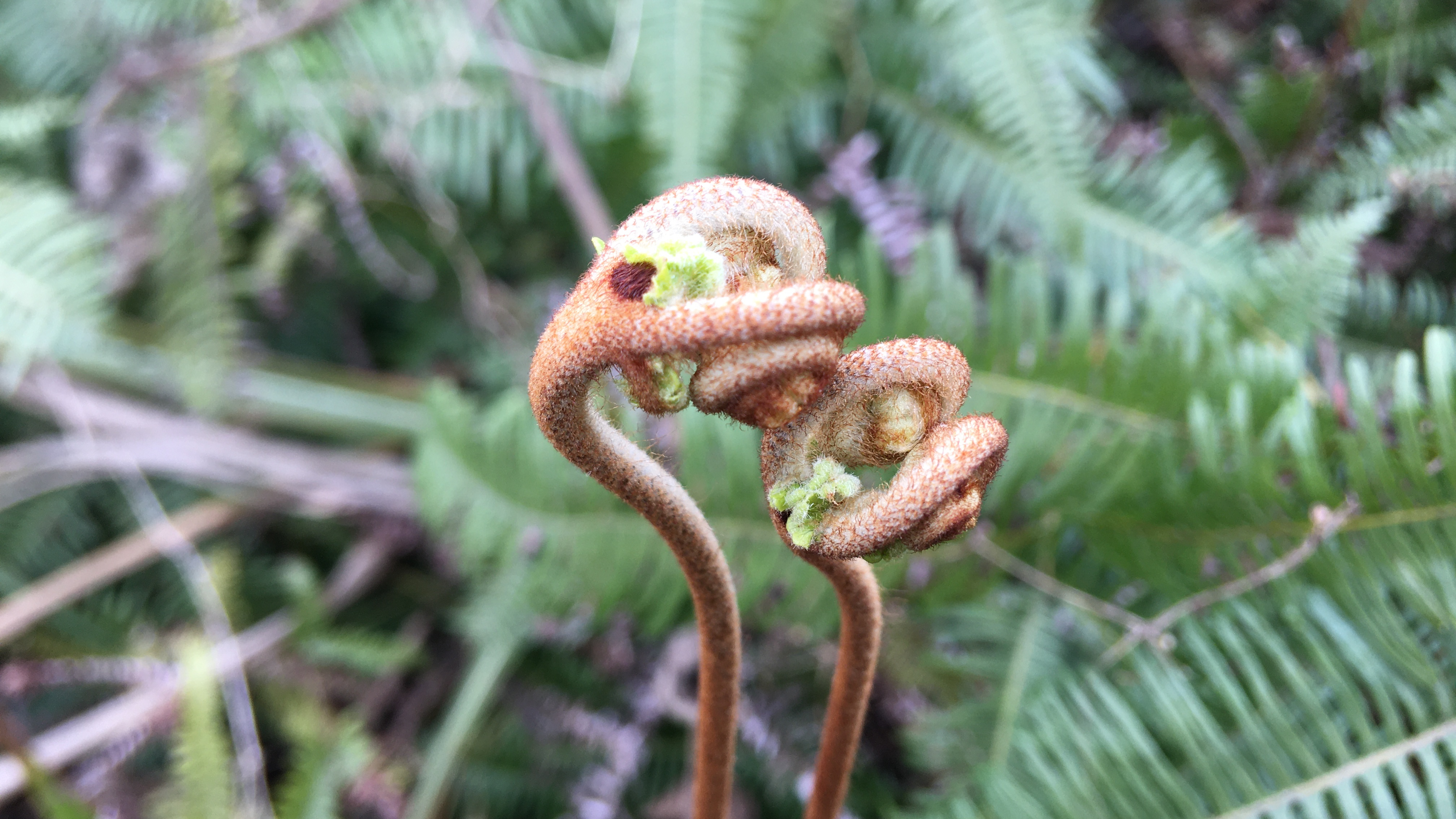 路边的野蕨菜长了好多嫩芽,能不能吃?
