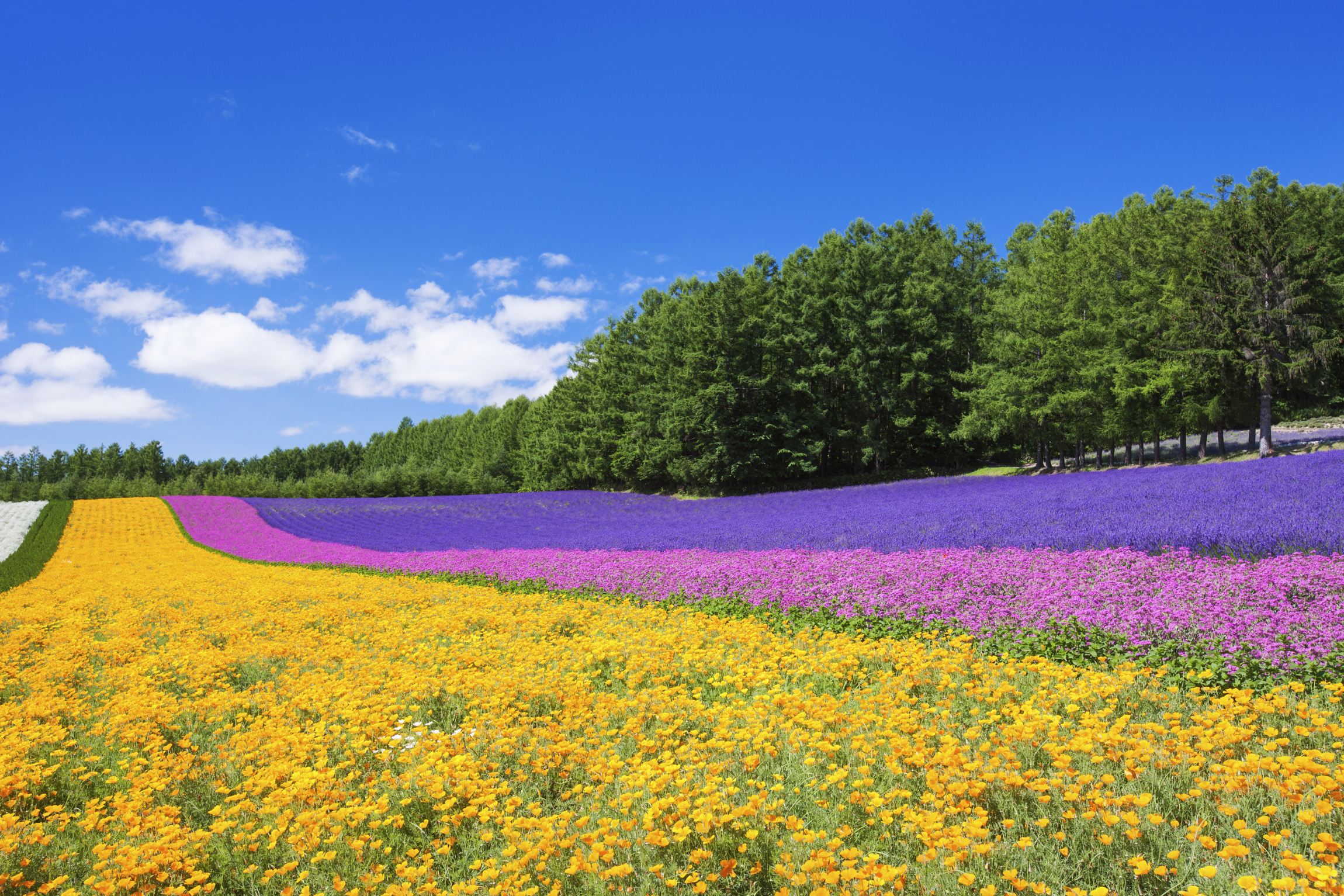 日本之行-北海道东京篇