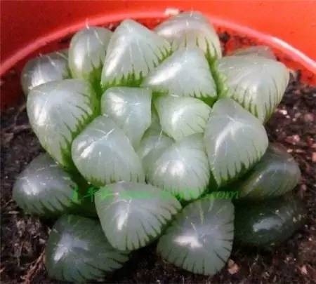 琼浆玉露 baijiahao.baidu.com