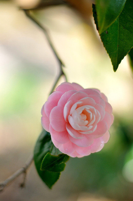 展昭同人小说——蝴蝶劫(24)