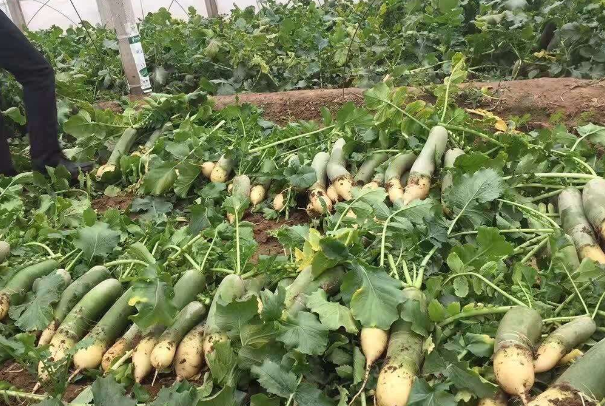 山东蔬菜特产白菜. - 2020年最新商品信息聚合专区 - 百度爱采购