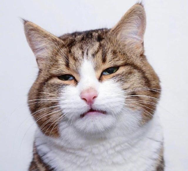 奇趣横生的搞笑句子,妙语连珠,让人笑出眼泪!