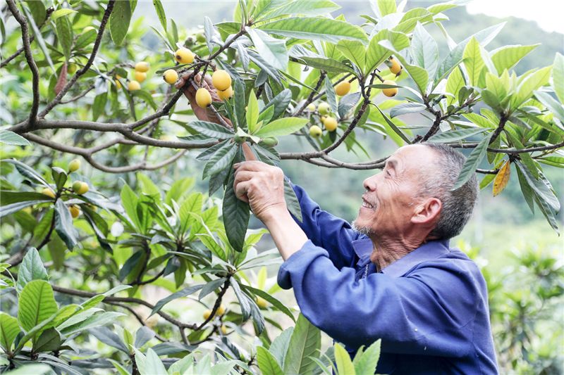 怎麼種枇杷樹苗 - 2020年最新商品信息聚合專區 - 百度愛採購