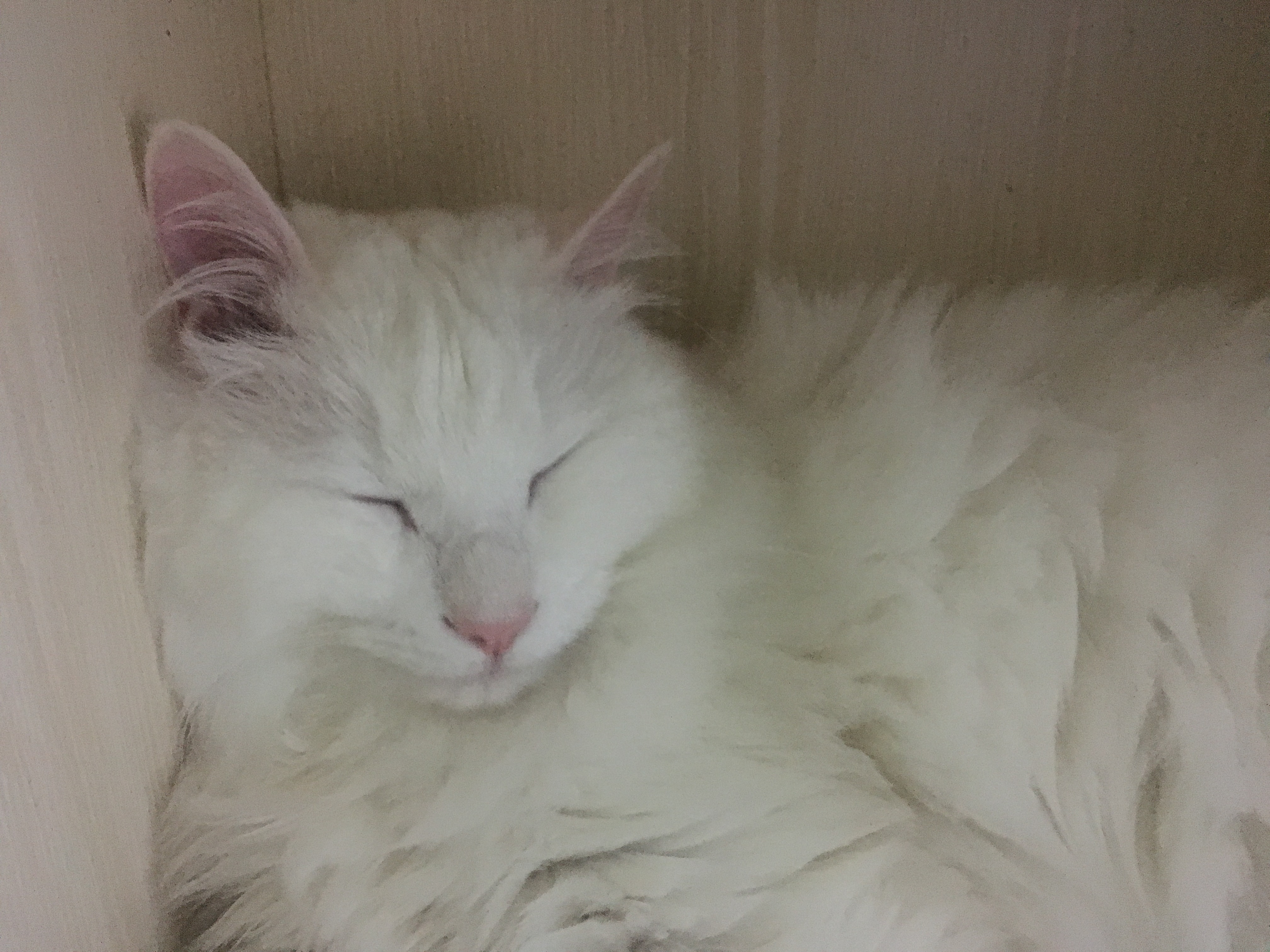 惊了个天!我家小三居然叫尺玉宵飞练!