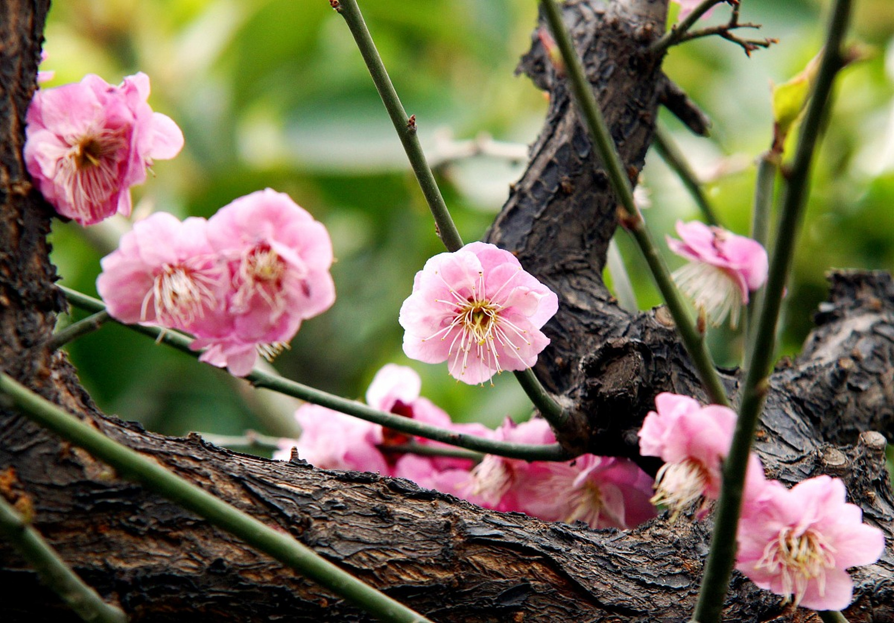 冬日里,红梅凌寒独自绽放,她的坚毅与傲骨为冰天雪地增添了一抹动人的