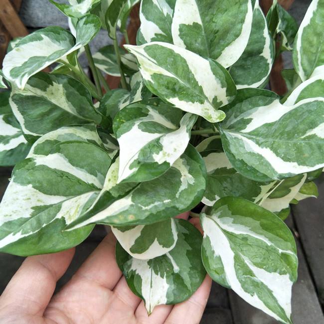 绿萝品种真不少,数一数5-6种,个个高颜值,看看你养了几种?