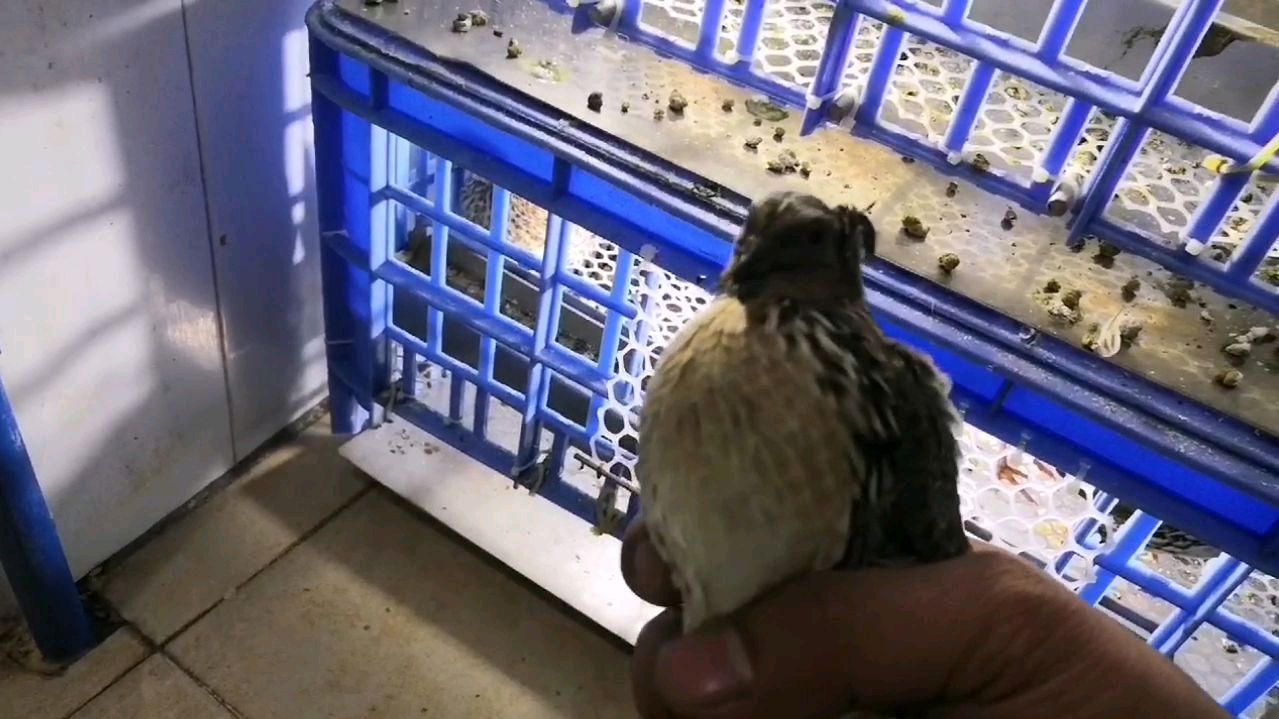 鹌鹑营养价值高 鹌鹑炖老火汤 女人最佳的美颜老火汤