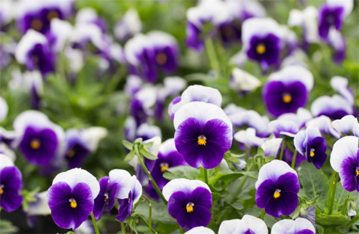波兰的国花三色堇,种植技巧和花卉的来历,你喜欢么