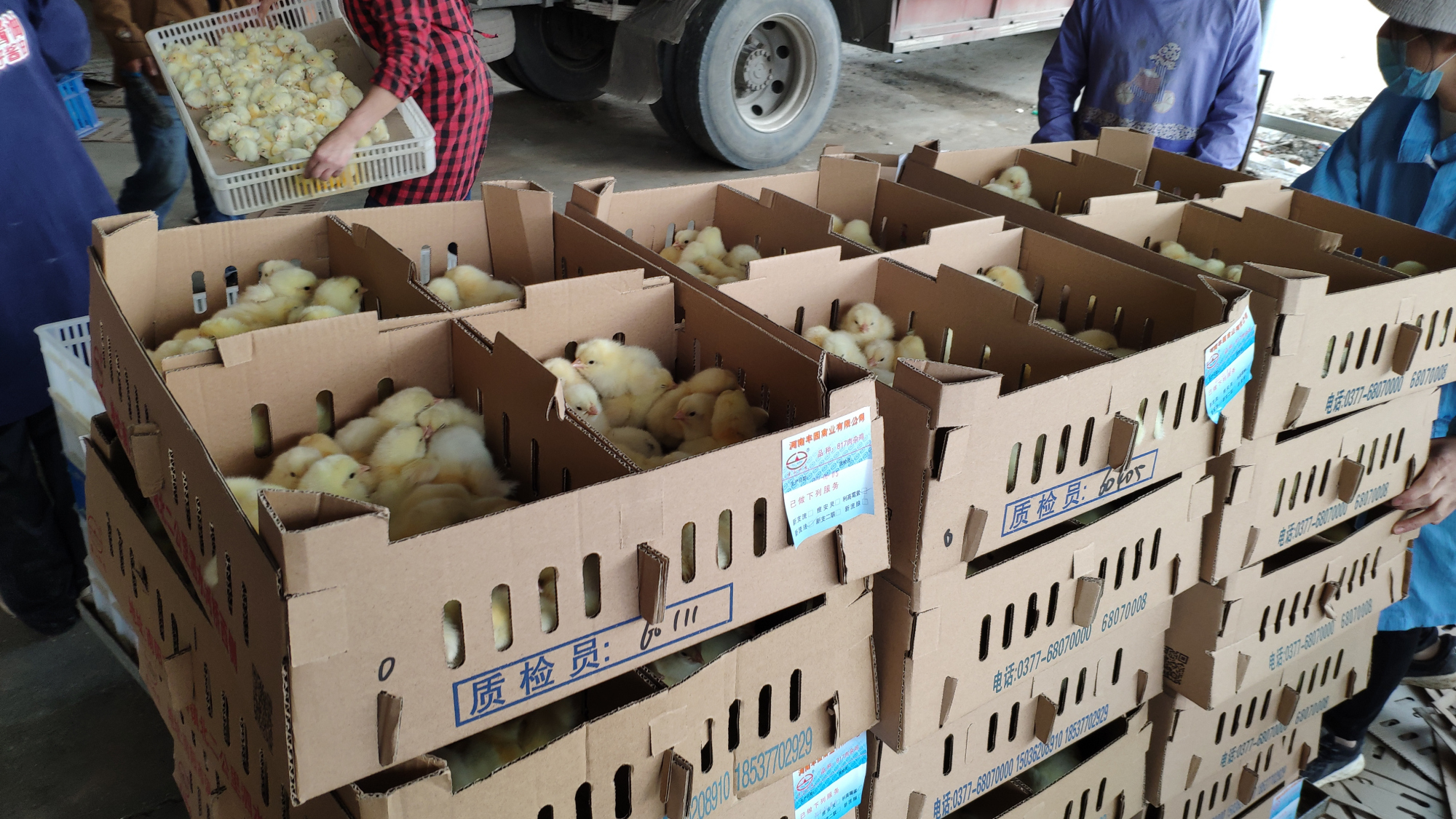 汝南县王岗镇何岗村第一书记推销滞销鸡苗有"妙招"