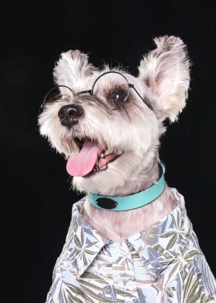 雪纳瑞犬是梗类犬的一种,起源于15世纪的德国,是唯一在梗犬类中不含