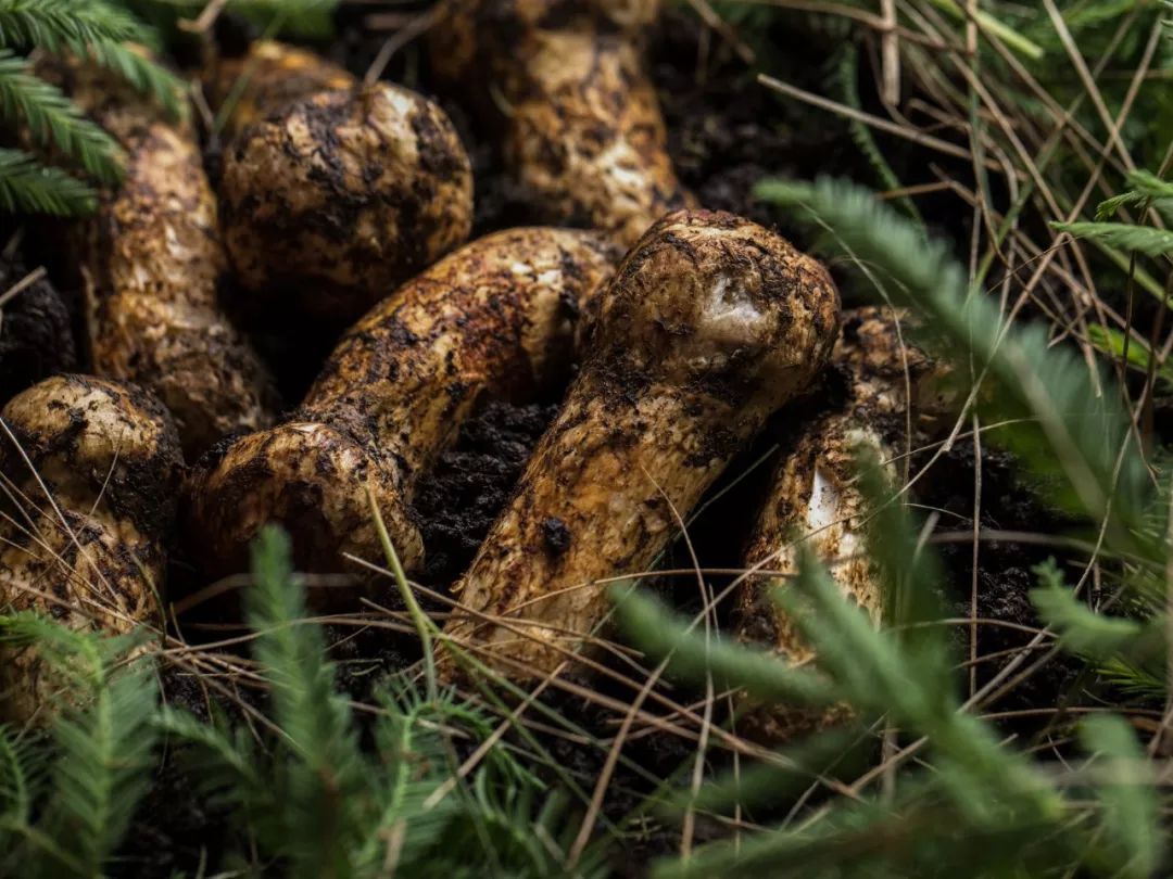 中国5种顶级食材,松茸已经不稀罕了,这头猪的肉俗称"小人参"!