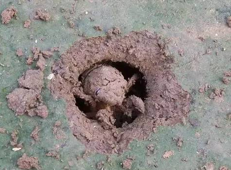 知了猴在树上产卵,为何却从土里面爬出来?打洞时的土哪去了?