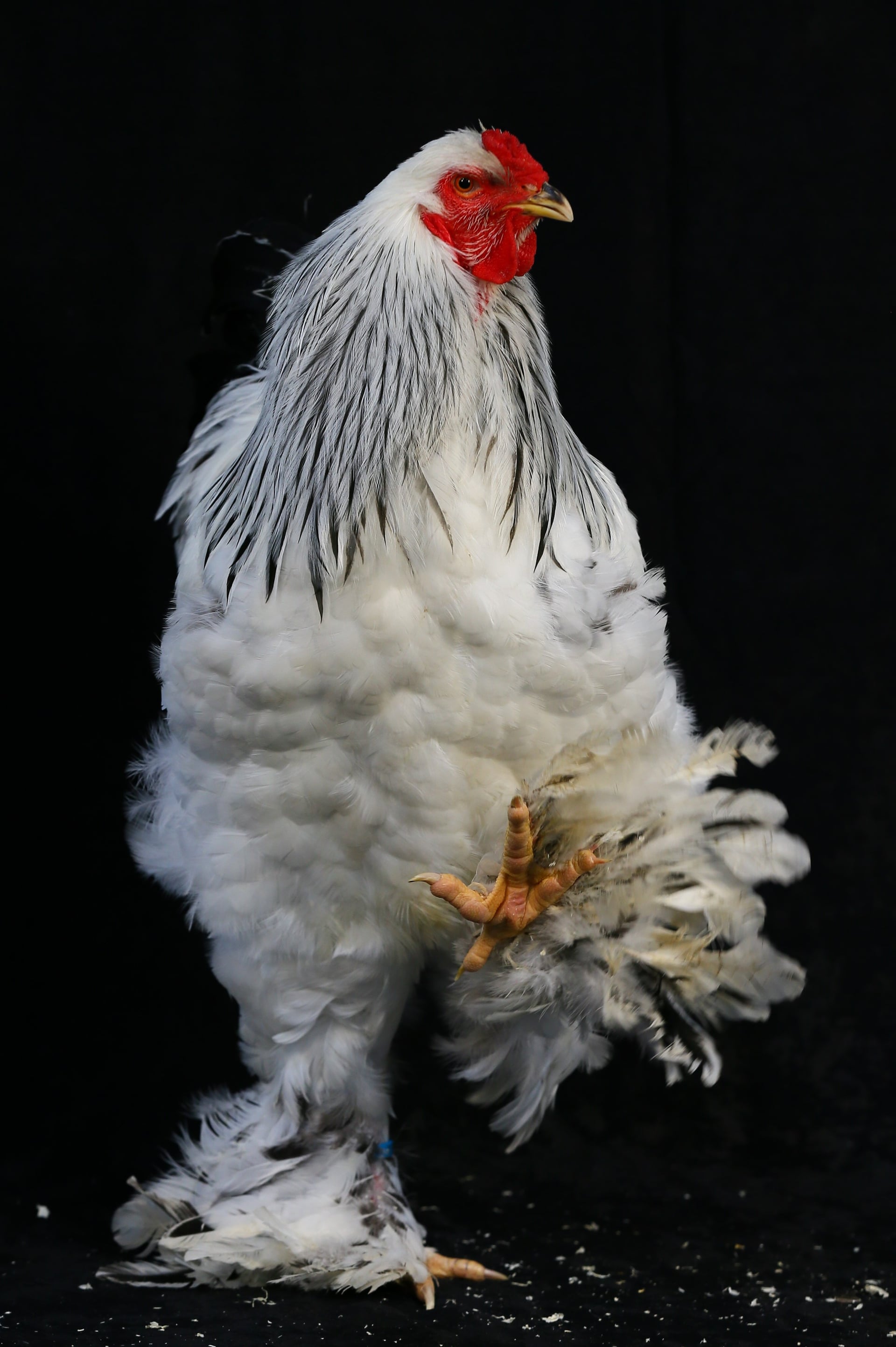 一只18个月大的浅色婆罗门鸡鸡冠很小,脚步有羽毛包裹