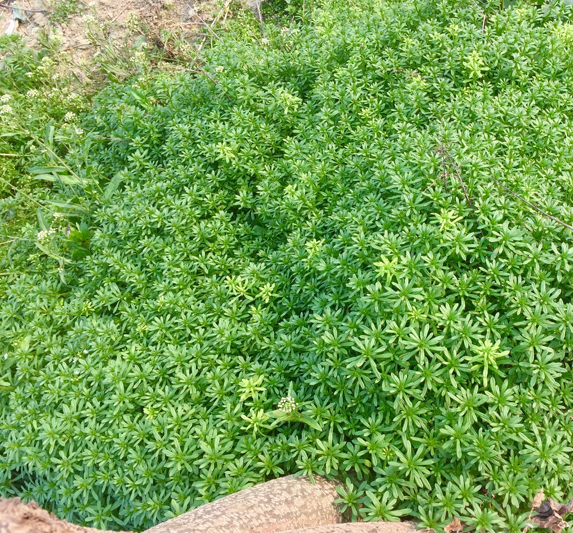 春草儿绿啦,心情也好啦!