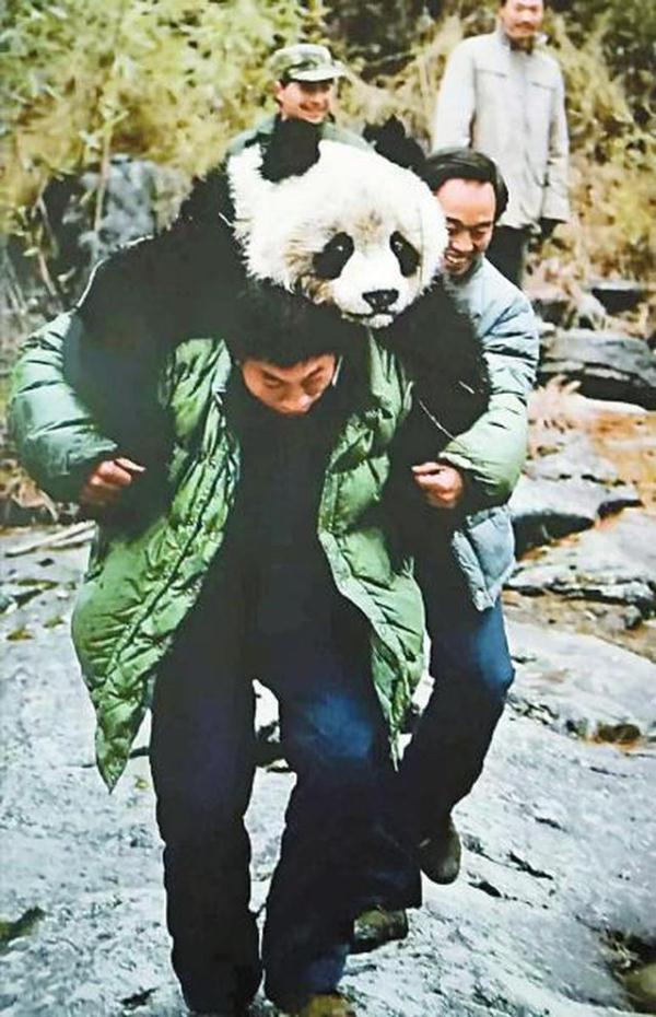 "大熊猫王国"的退与进 探秘卧龙特别行政区