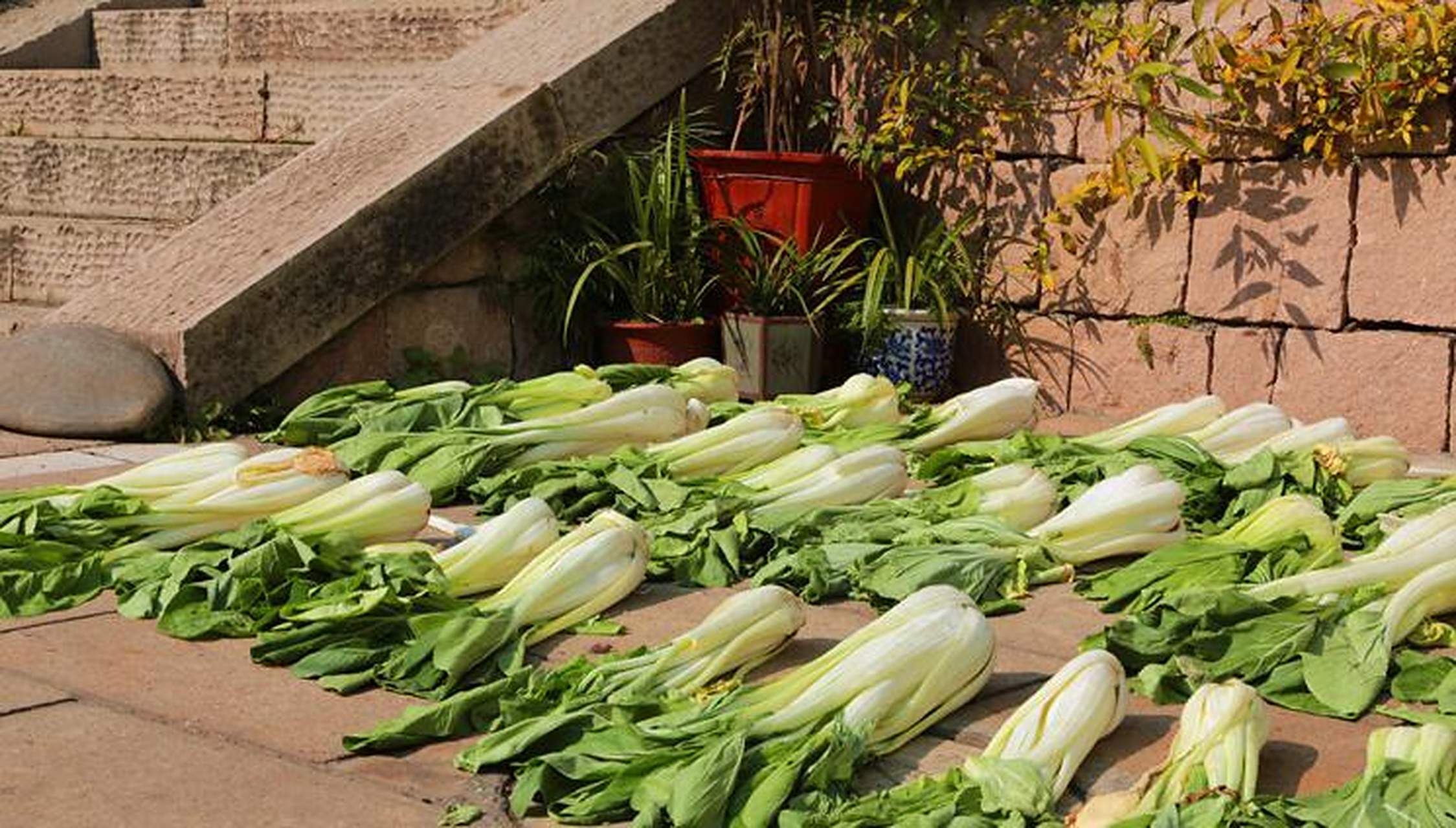选白菜,材料是长梗白菜,不要太嫩,可以用老菜; 2,晒白菜,晒菜很重要