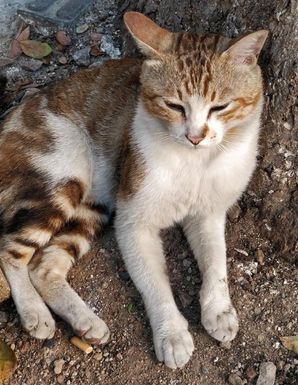 农村人最爱养的土猫,原本是四川独有,后来因为战斗力太强出名