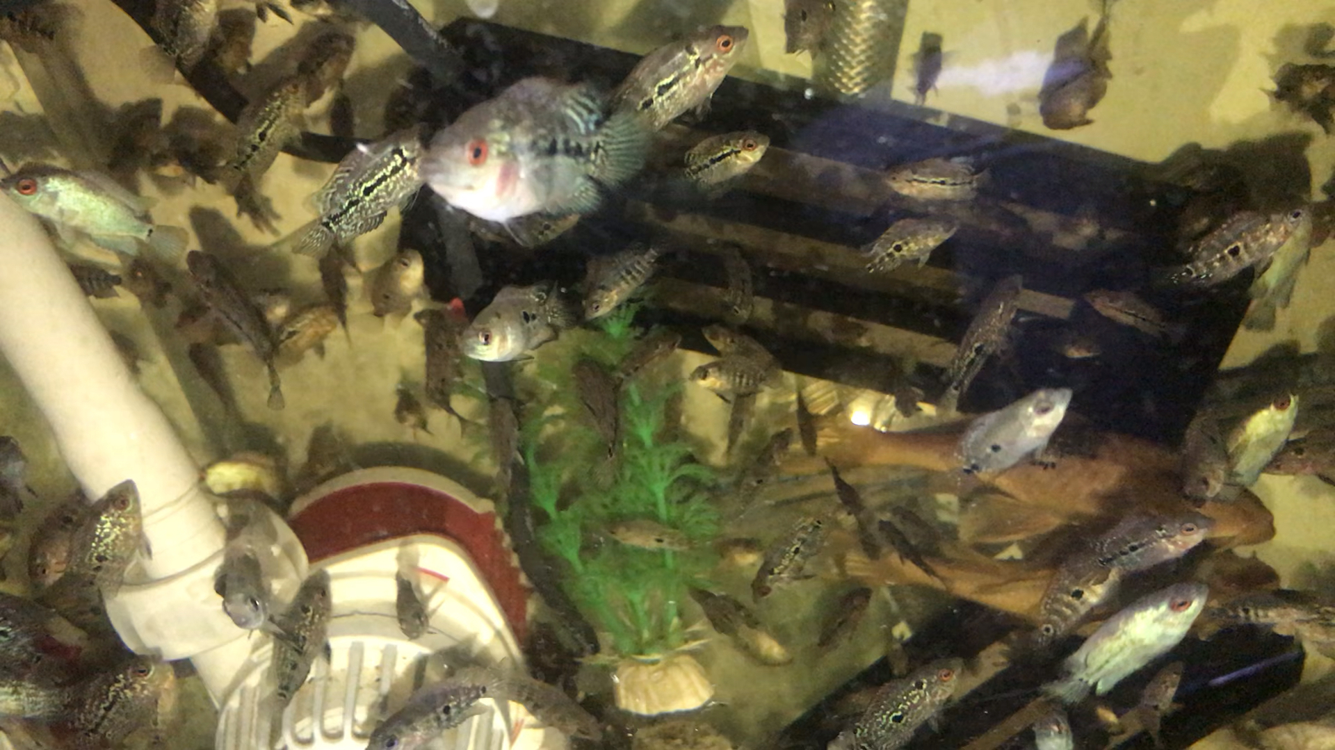 罗汉鱼好看吗是不是很小