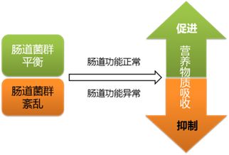 1～3岁幼儿肠道菌群组成及抗生素对肠道菌群的影响