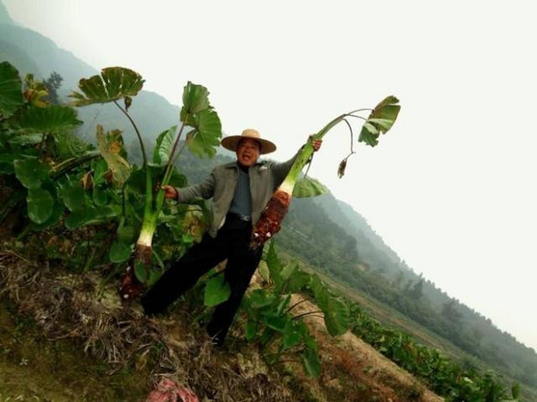 三农#乐昌出产优质香芋历史悠久,其中以河南镇的张溪香芋品质最优.