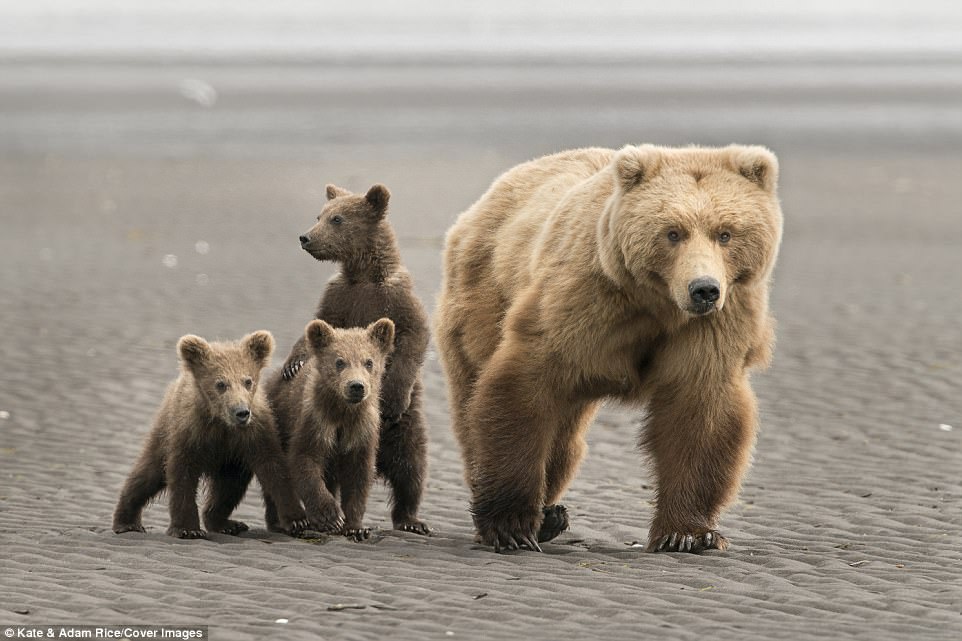 熊妈妈领着三个熊宝宝散步,画面暖到人心都化了