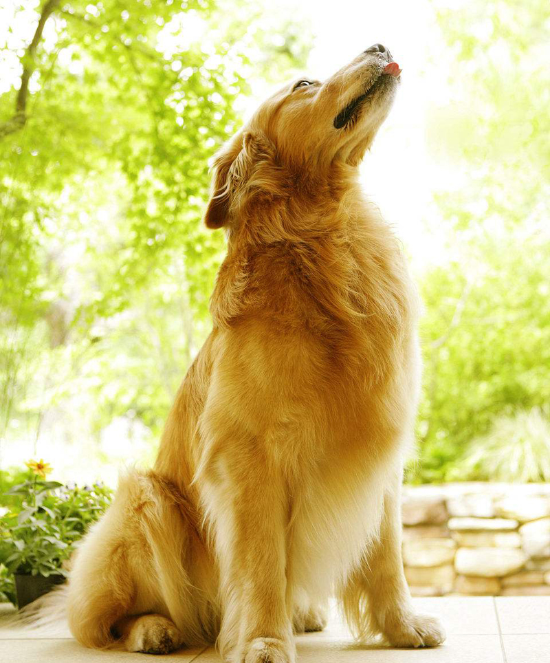 大部分金毛对水的抗拒性不像 别的犬那么强烈